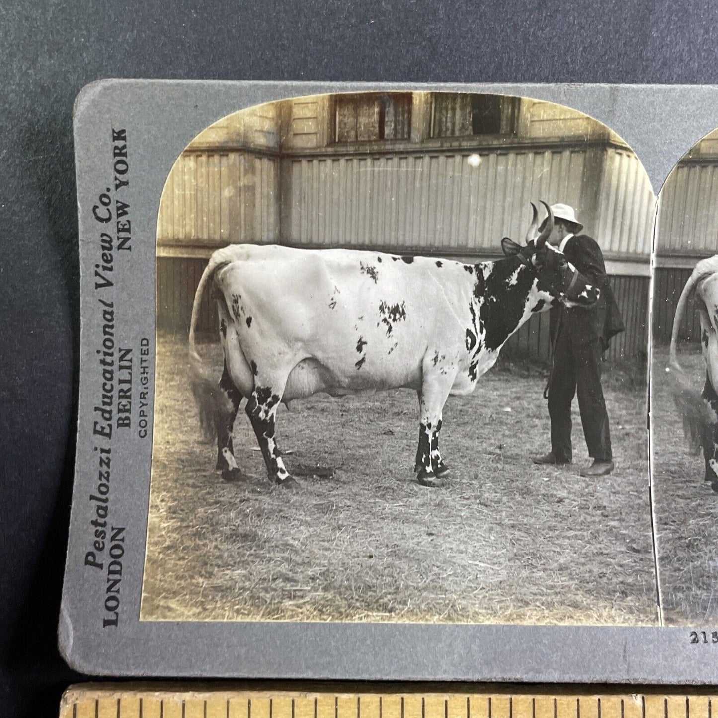 Champion Ayrshire Cow Stereoview Barboigh Big Nancy Antique c1909 Y2745