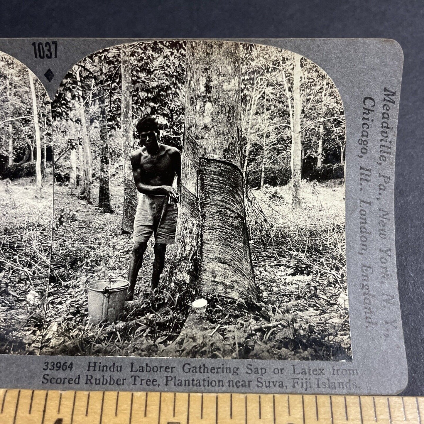 Antique 1910s Muscular Man Stripping A Tree Stereoview Photo Card P4589