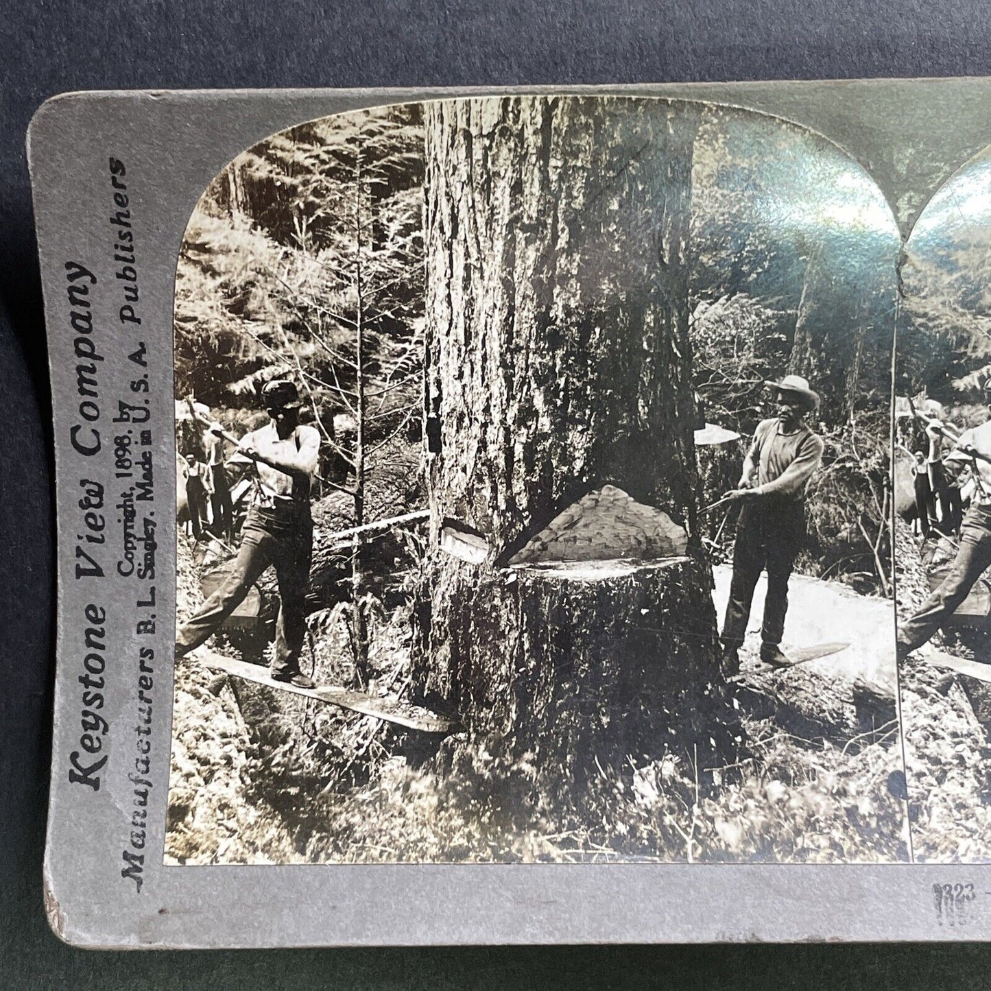 Antique 1909 Cutting A Giant Redwood Washington Stereoview Photo Card P1753