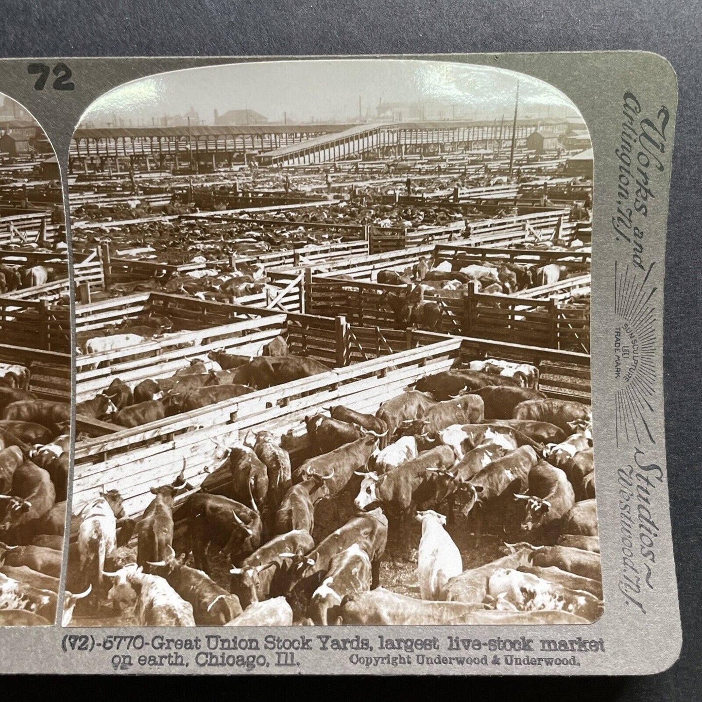 Antique 1905 Huge Cattle Stockyard Chicago Illinois Stereoview Photo Card P1789