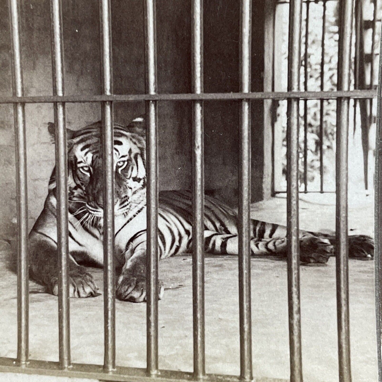 Antique 1903 Tiger That Killed 200 People In India Stereoview Photo Card P5655