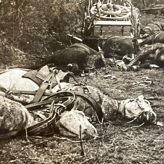 Antique 1916 Germans Bomb US Cavalry WW1 Dead Horses Stereoview Photo Card P4353