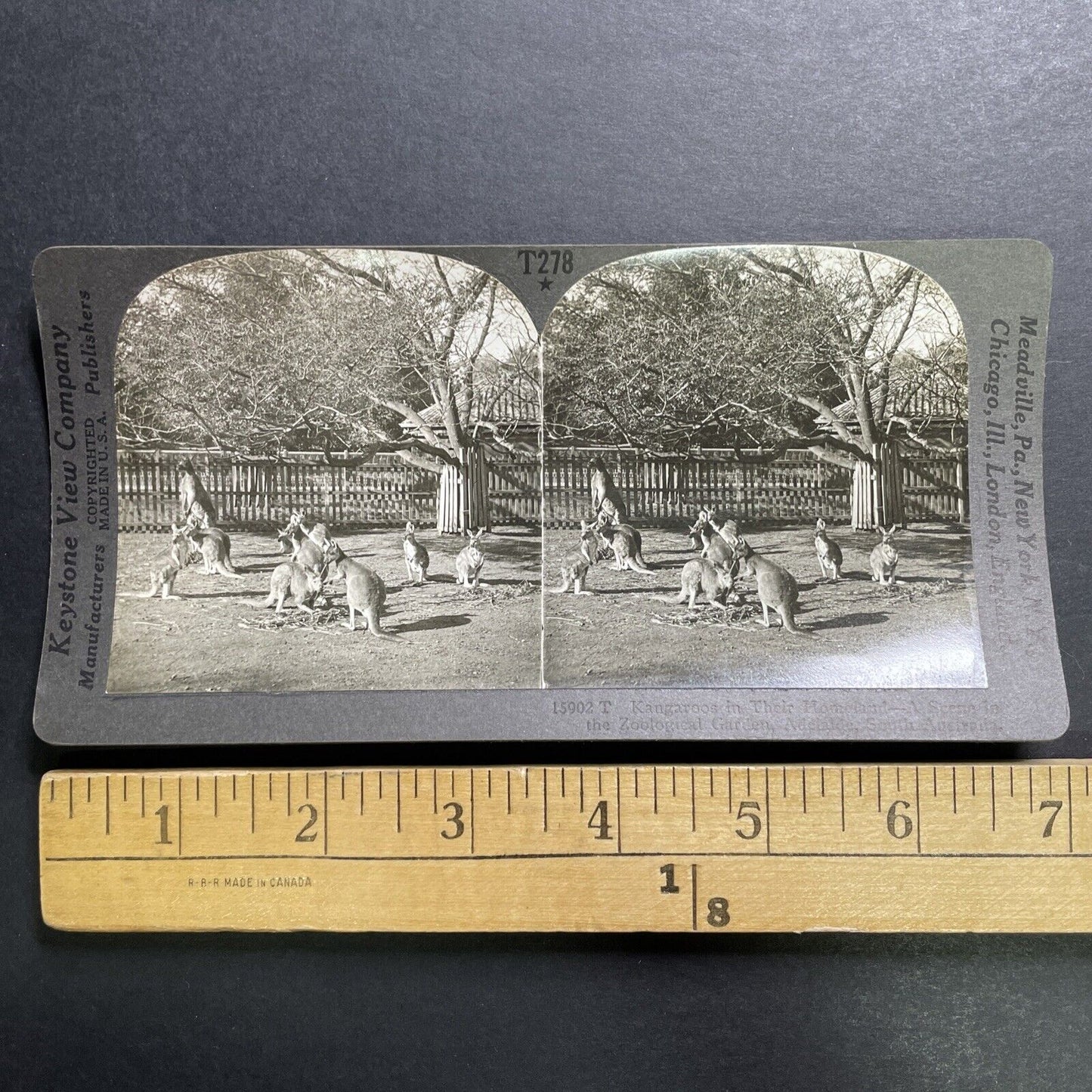 Antique 1918 Kangaroos In Adelaide Australia Stereoview Photo Card P1357