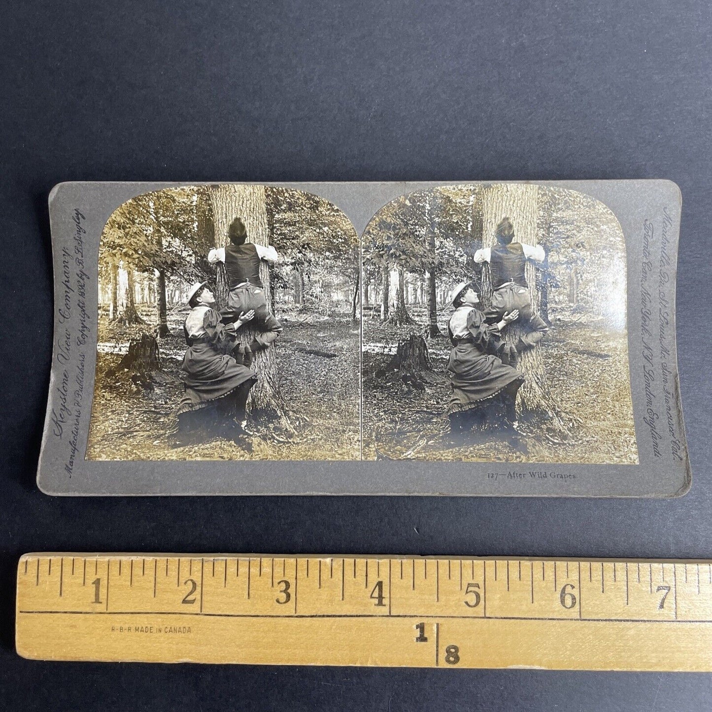 Antique 1892 Man & Woman Climbing A Tree Stereoview Photo Card P1051