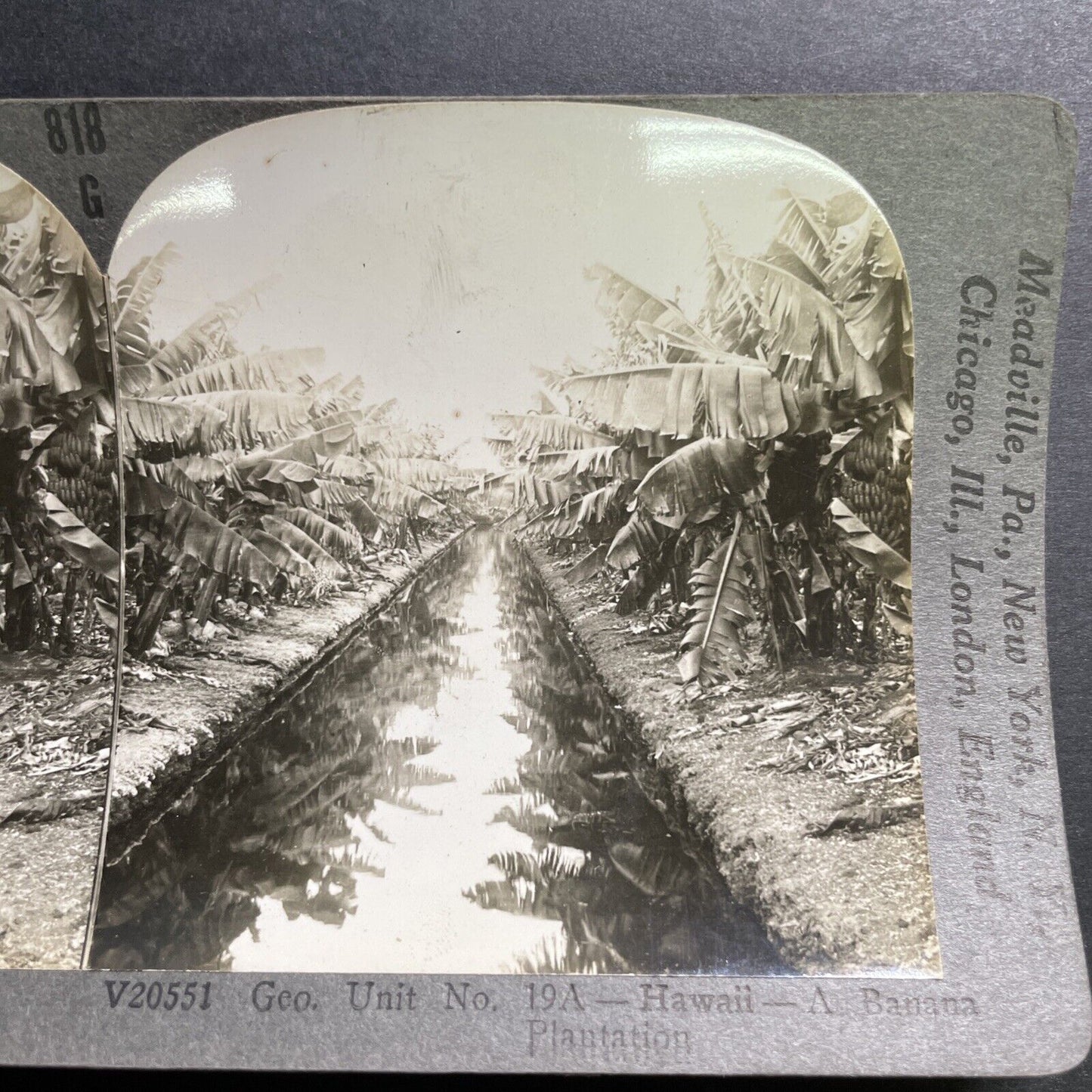 Antique 1909 Banana Plantation In Hawaii USA Stereoview Photo Card P1444