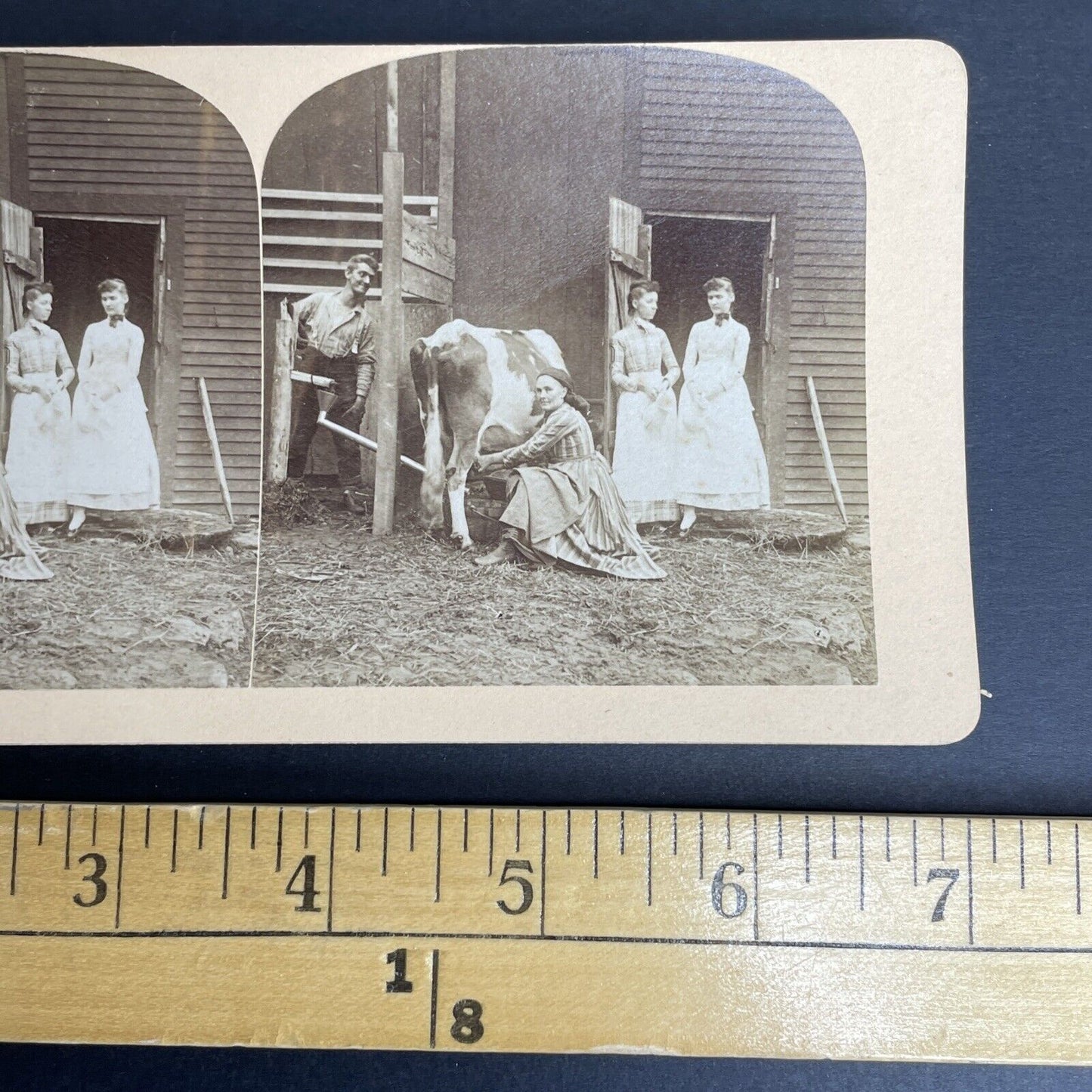 Antique 1870's Diluting Cow Milk Milking Cows Stereoview Photo Card PC798