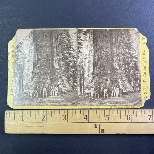 Mammoth Trees Of Yo-Semite Stereoview E&HT Anthony Antique c1870 X3708