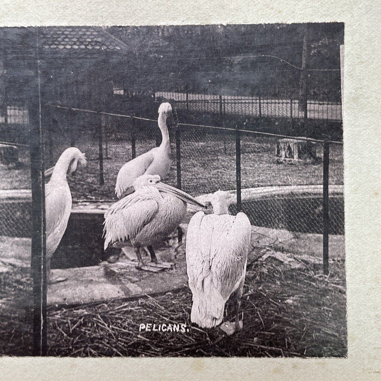 Antique 1880s Dalmatian Pelicans At The London Zoo Stereoview Photo Card P1681