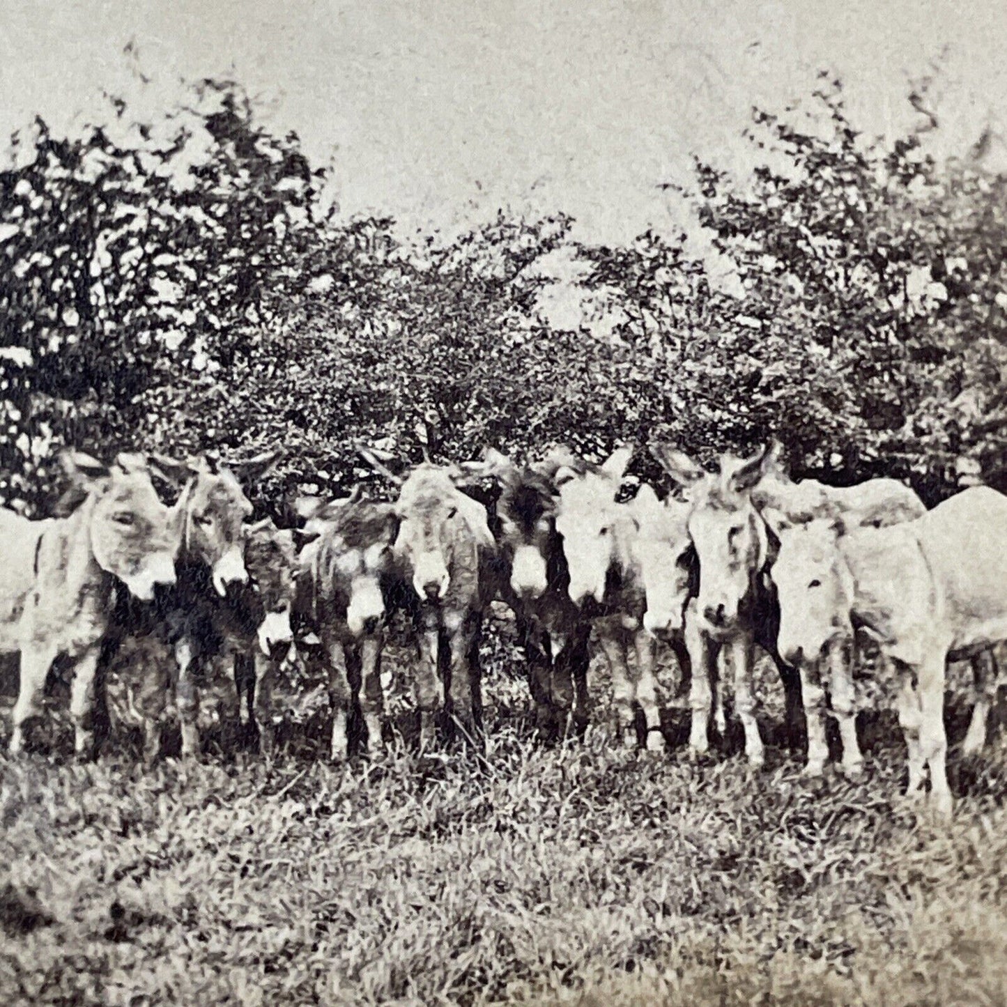 Group of 11 Donkeys Standing in a Row Stereoview Antique c1860 X3773