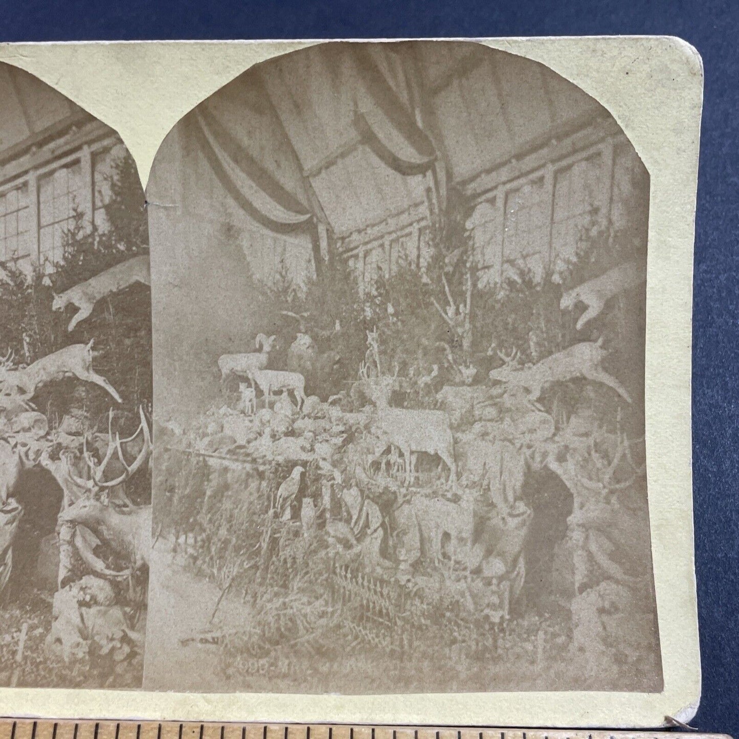 Antique 1870s Exhibit Of Stuffed Taxidermy Animals Stereoview Photo Card P856-13