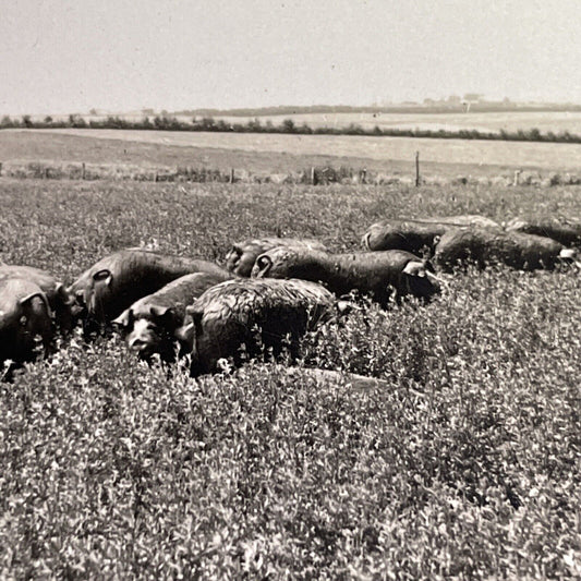 Antique 1918 Poland China Pigs In Kansas Stereoview Photo Card P1353