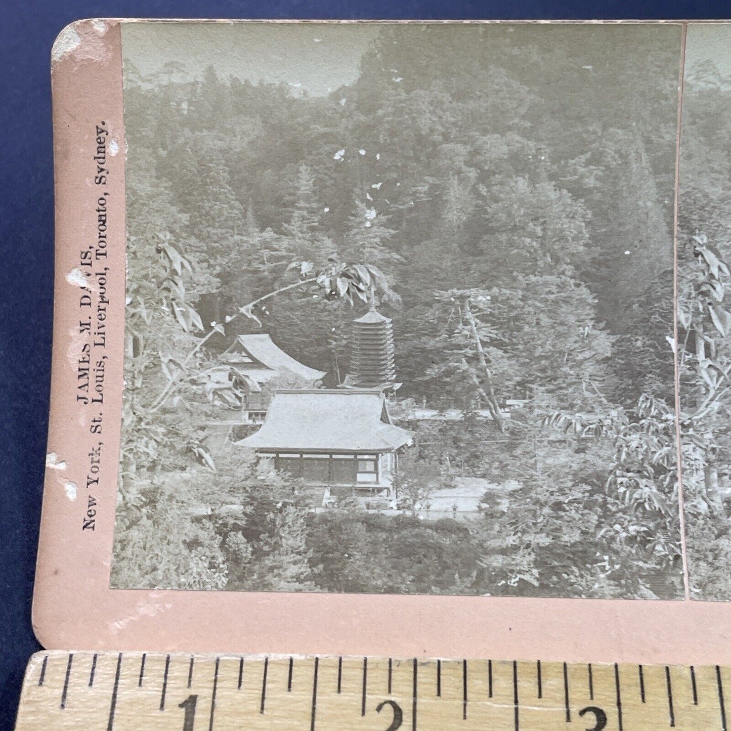 Antique 1901 Tanzan Jinja Jusanjunoto Shrine Sakurai Stereoview Photo Card P3779