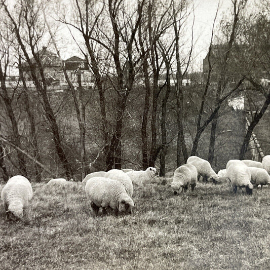 Antique 1920s Sheep Farm At Iowa State College Stereoview Photo Card P3737