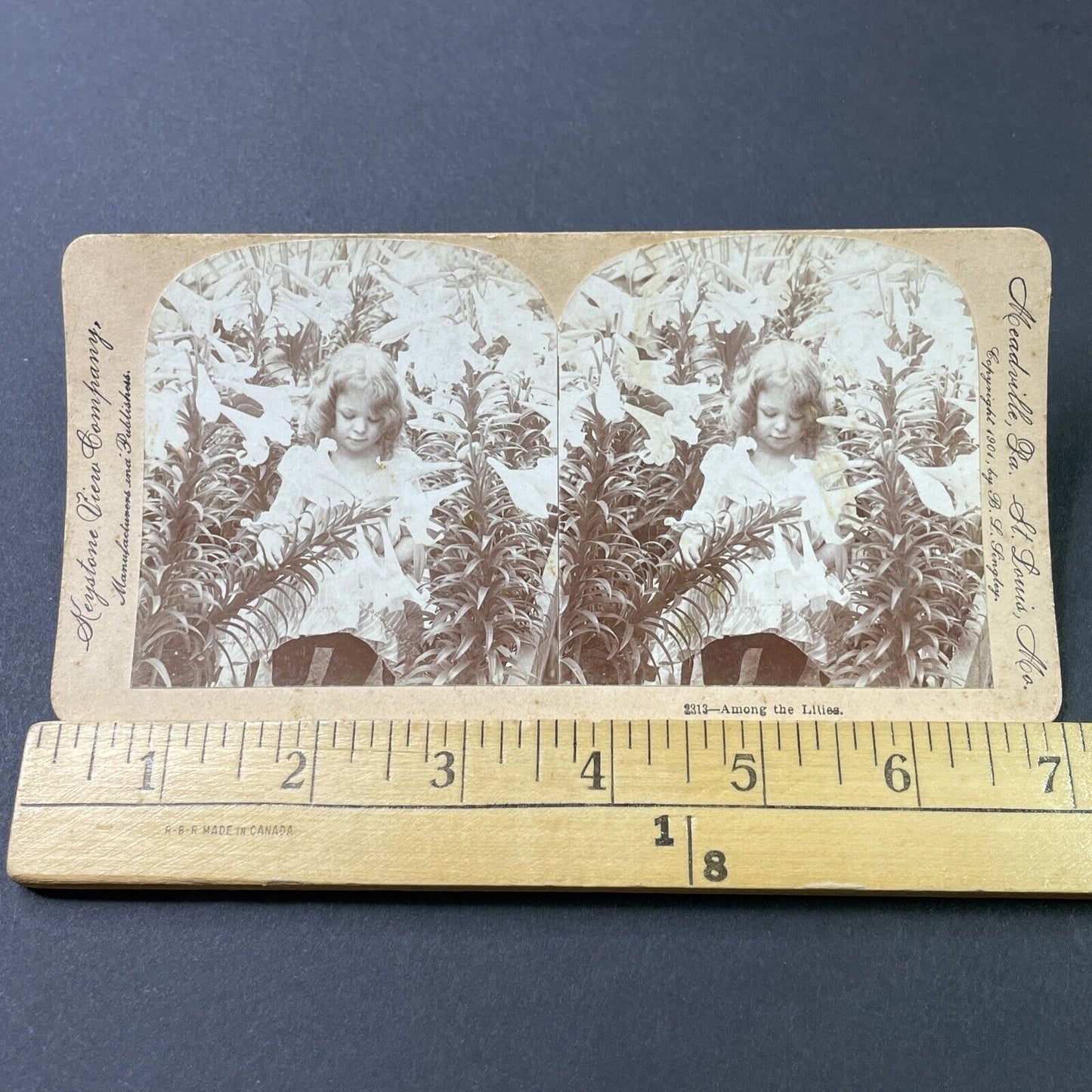 Antique 1901 Little Girl Plays In Lily Garden Stereoview Photo Card P2836