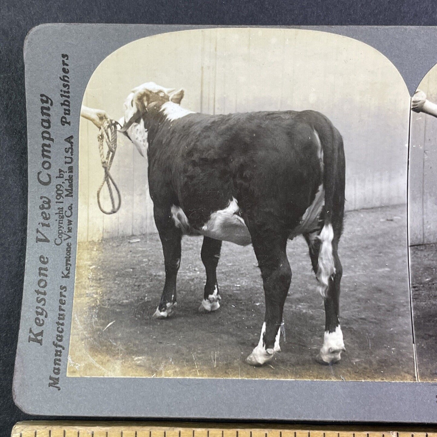 Champion Hereford Calf Toronto Exhibition Stereoview Graceful Maid c1909 Y2738