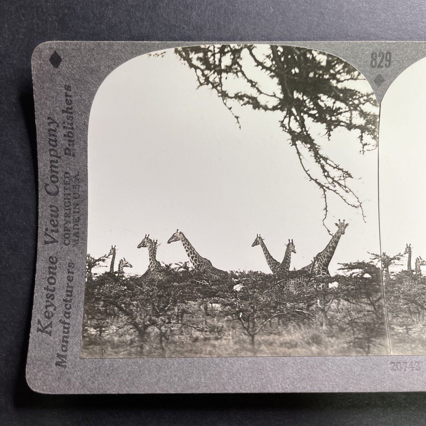 Antique 1930 Curious Giraffes Kruger National Park Stereoview Photo Card P1493