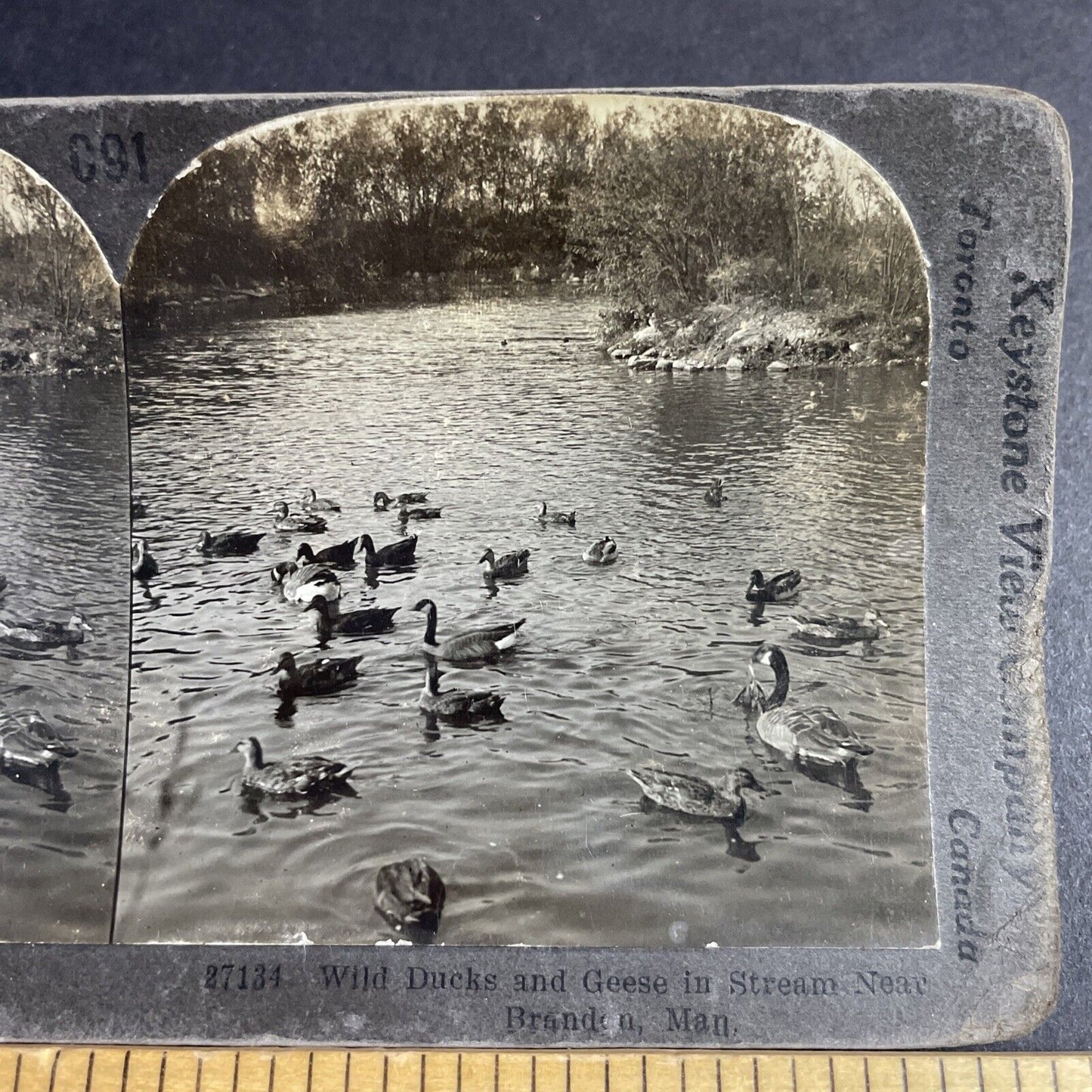 Antique 1910s Canada Geese & Ducks Brandon Manitoba Stereoview Photo Card P4722