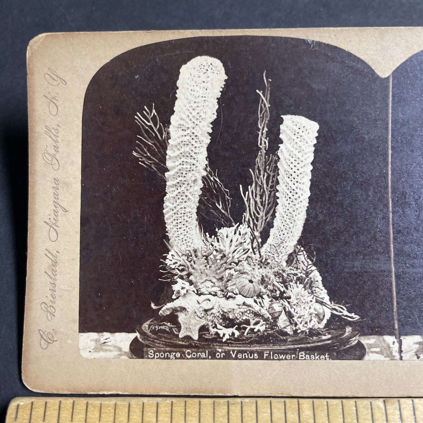 Antique 1880s Coral Reef In A Flower Display Stereoview Photo Card P4632