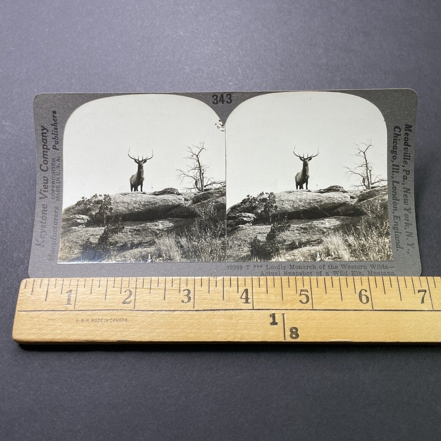 Antique 1910s Bull Elk Taunts Hunters In Montana Stereoview Photo Card P3186