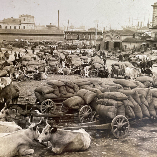 Antique 1920s Odessa Ukraine Wheat Export Market Stereoview Photo Card P1486