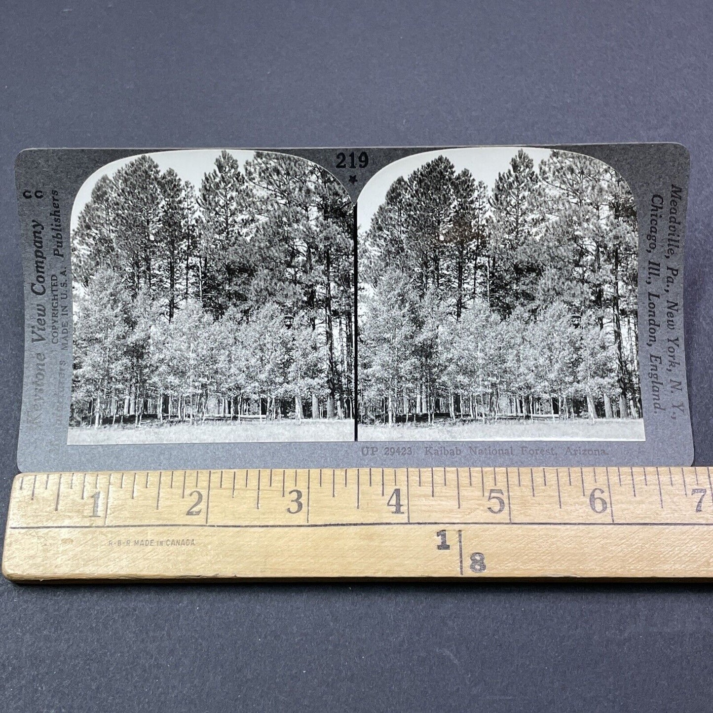 Antique 1910s Kaibab National Forest Arizona Stereoview Photo Card V2032