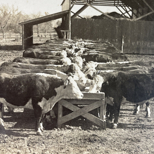 Antique 1920s Hereford Cattle Farm Manhattan Kansas Stereoview Photo Card P3735