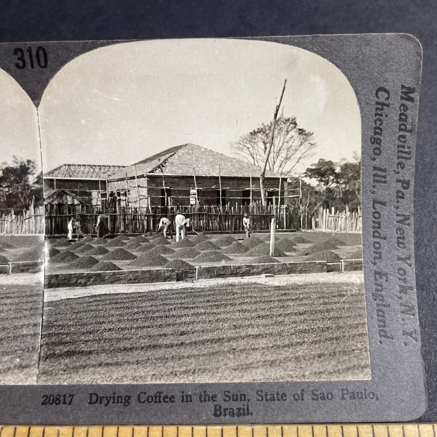 Antique 1910s Coffee Bean Farm Sao Paulo Brazil Stereoview Photo Card P3665