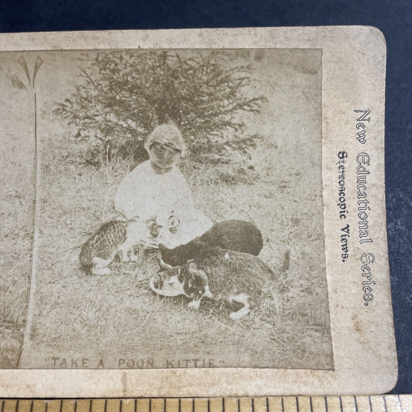 Antique 1880s Child Feeds Cats A Dish Of Milk Stereoview Photo Card P4659