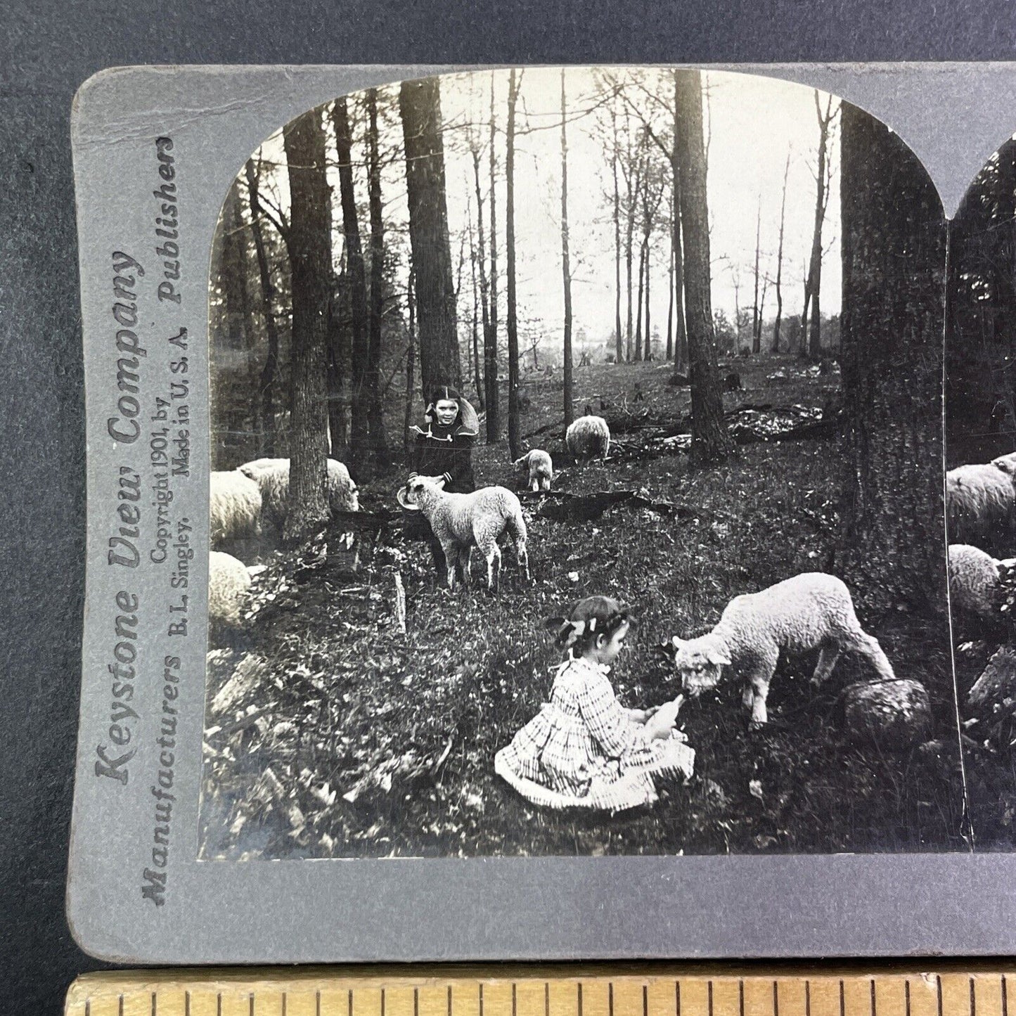 Children Feeding Sheep in a Forest Stereoview B.L. Singley Antique c1907 Y1252