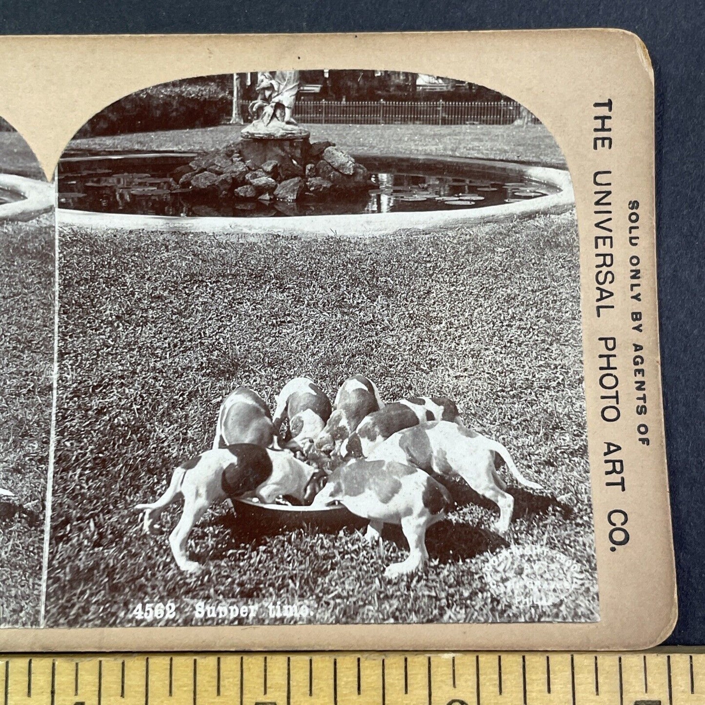 Puppies Puppy Dogs Rushing To Eat Dinner Stereoview Antique c1900 X3174