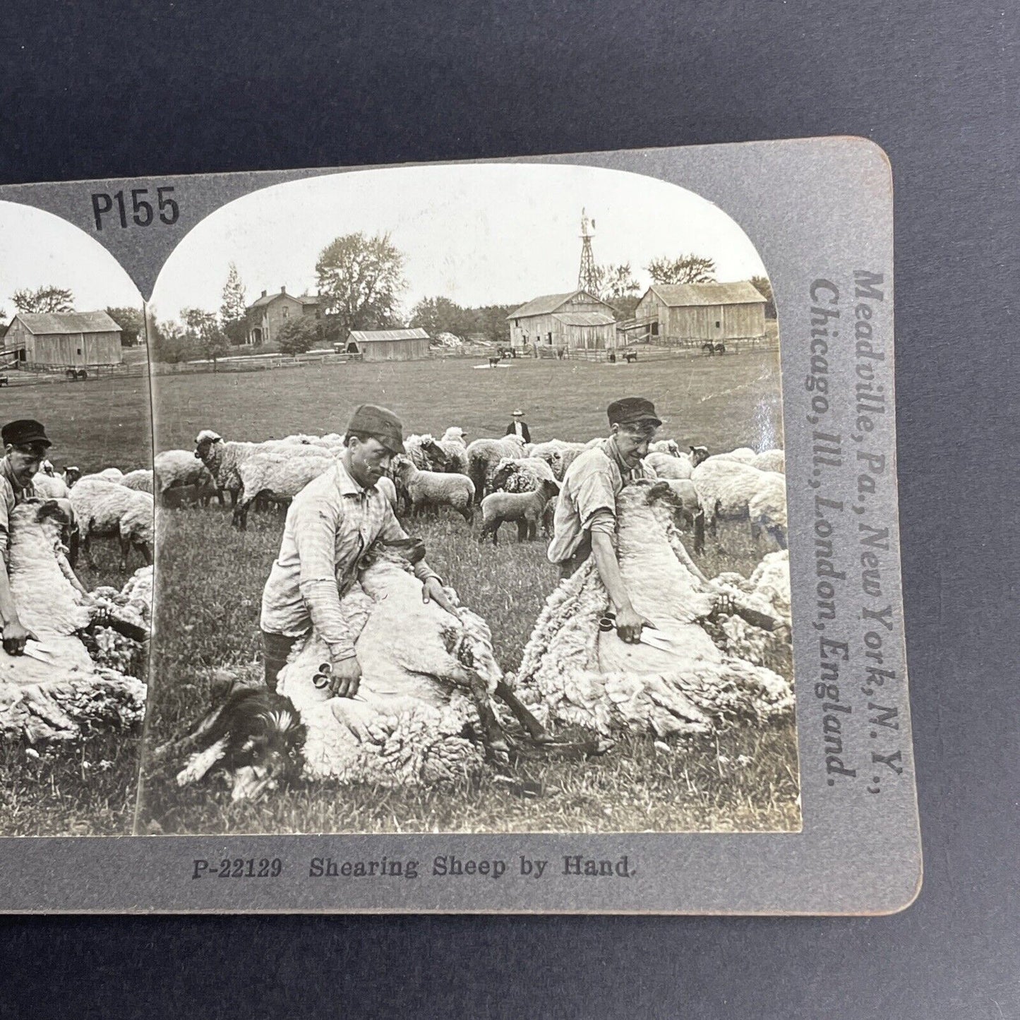 Antique 1902 Shearing Sheep By Hand Farmers Stereoview Photo Card PC768