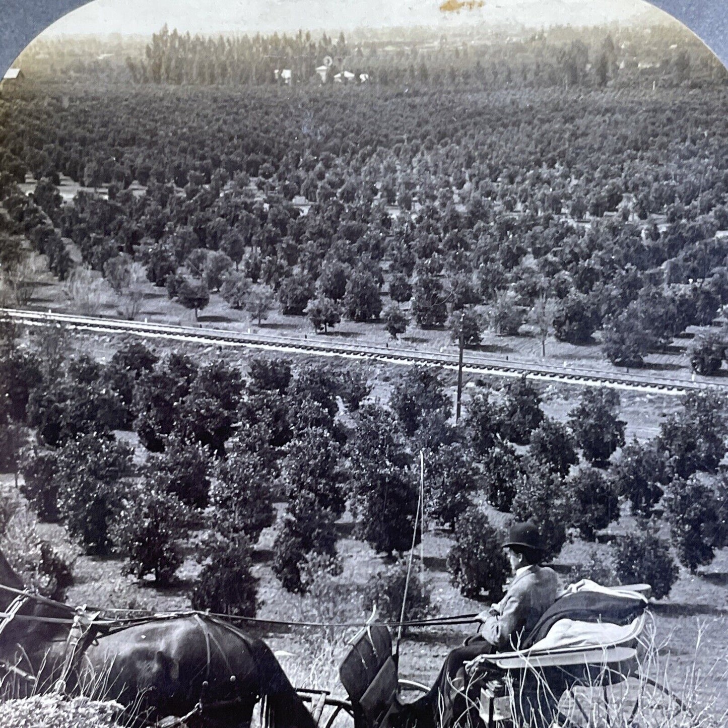 An Orange Tree Grove Pasedena California Stereoview Antique c1903 Y1193