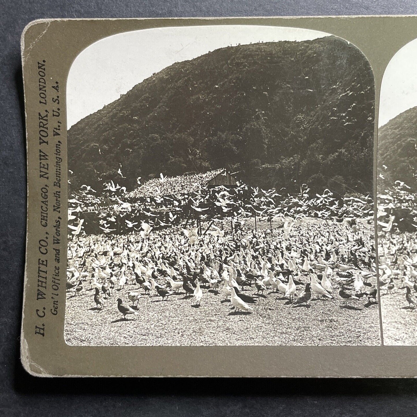 Antique 1905 Flock Of Pigeons Los Angeles California Stereoview Photo Card P1276