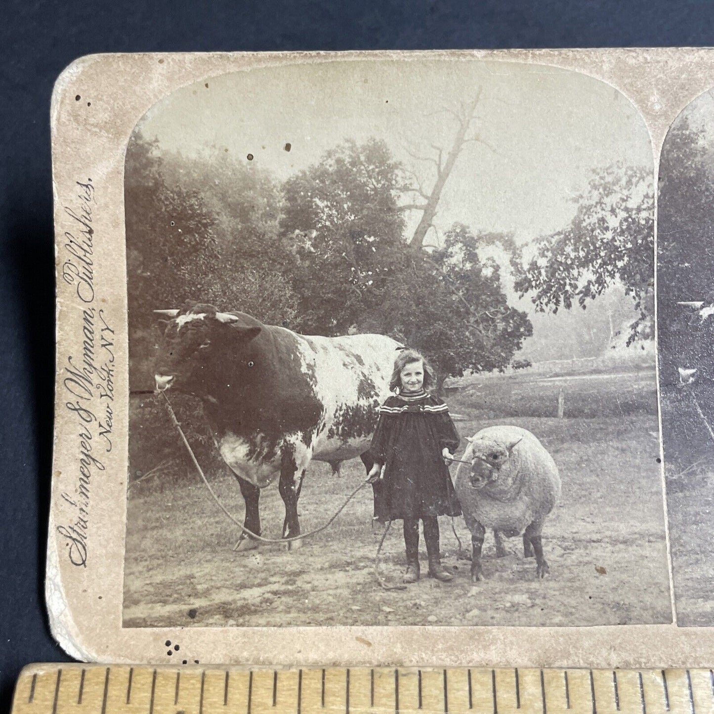 Antique 1894 Little Girl And Large Bull Cow Cattle Stereoview Photo Card P4708