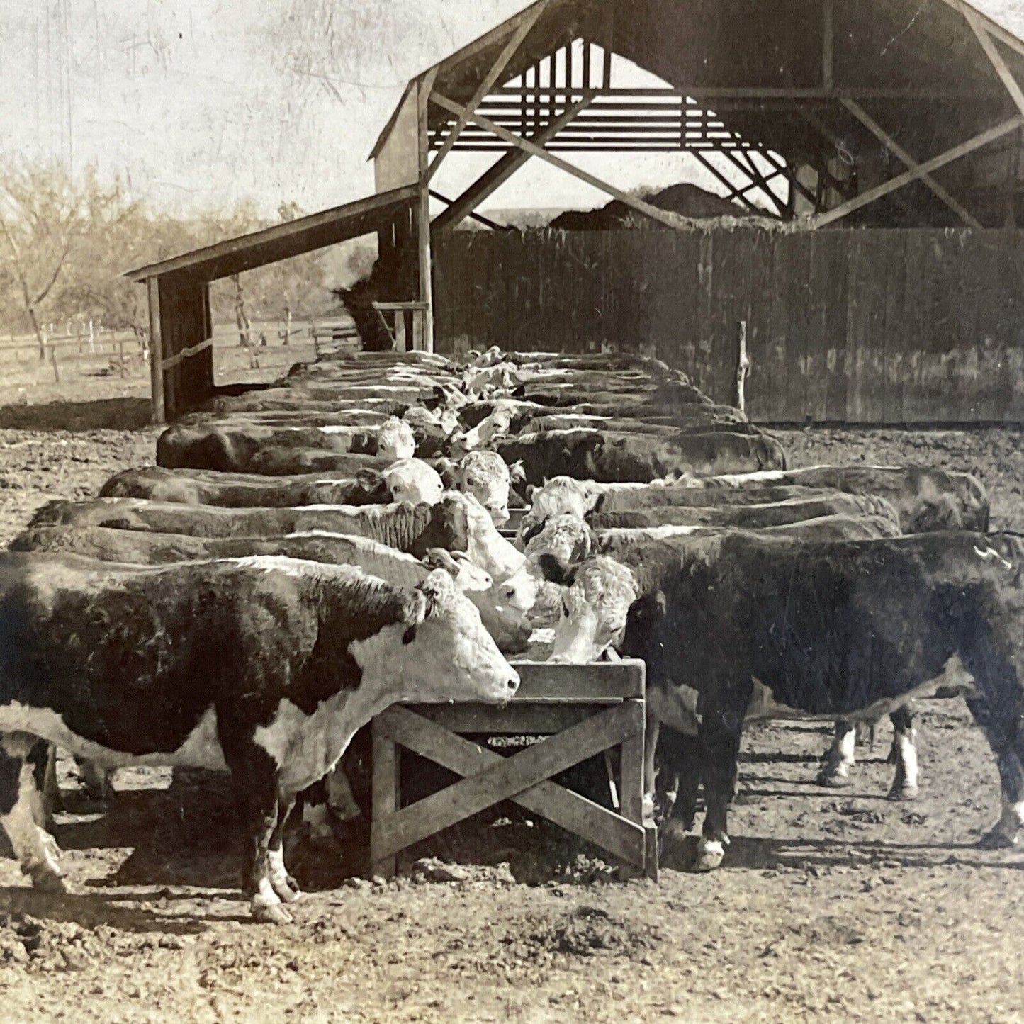 Antique 1910s Hereford Cows Cattle Manhattan Kansas Stereoview Photo Card P3658