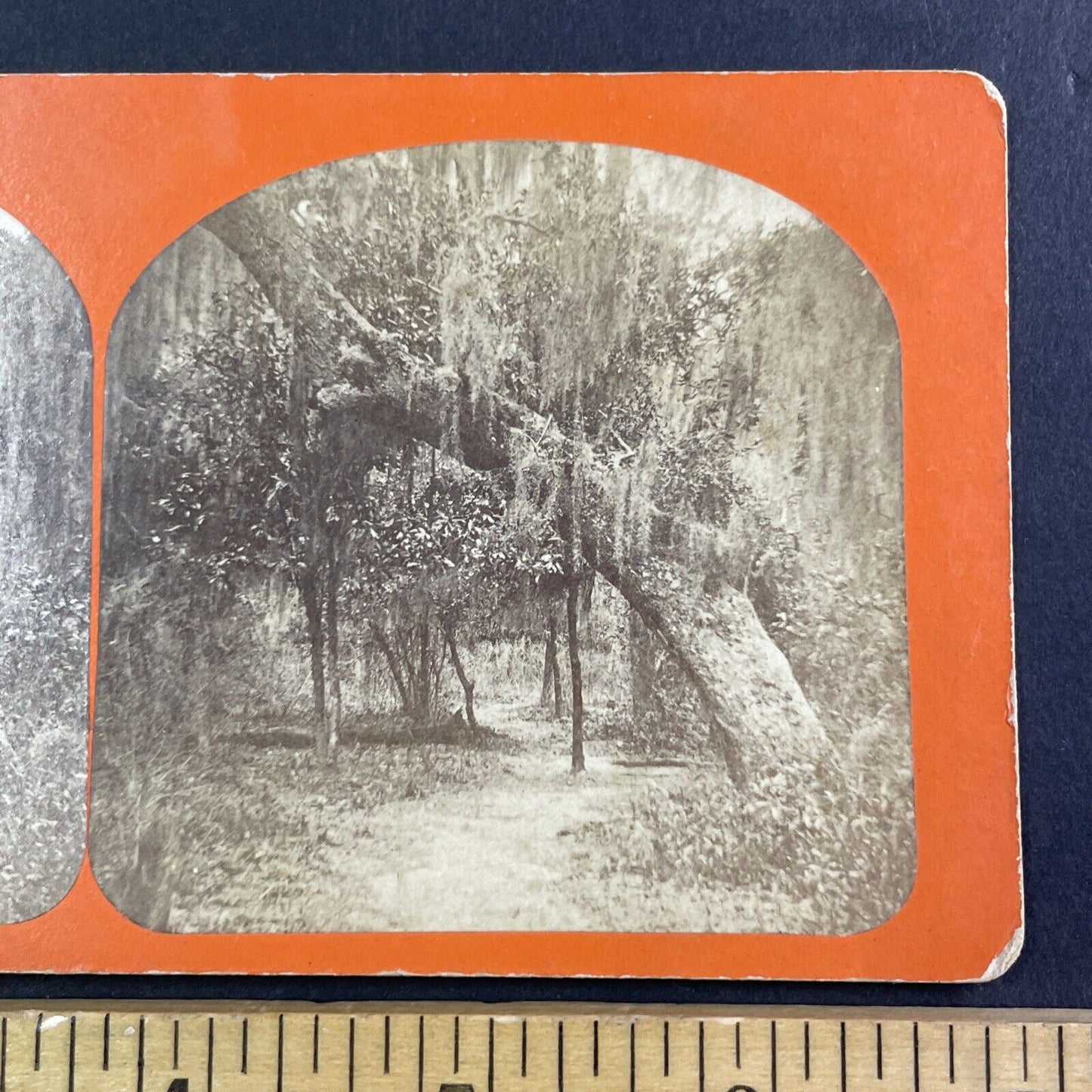 Green Cove Springs Florida Stereoview Park Pathway Antique c1860s Y073