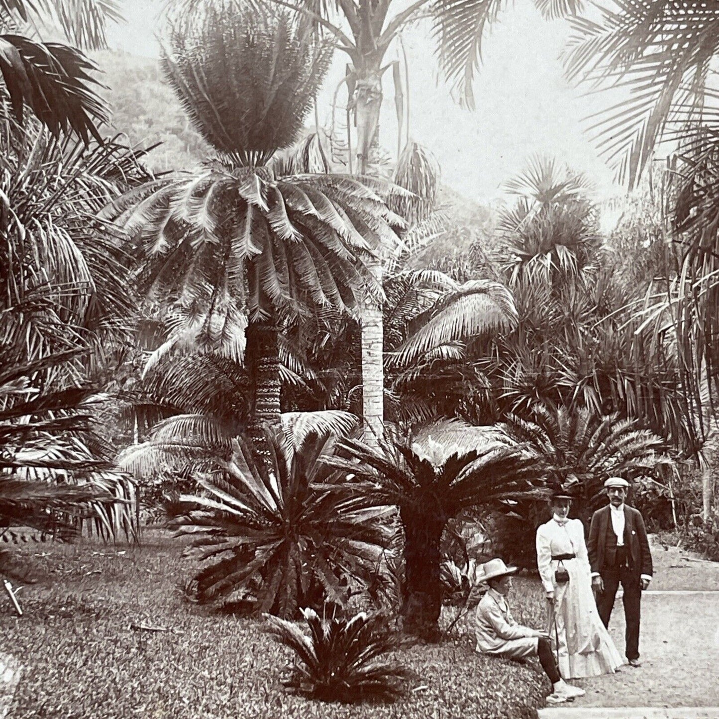 Castleton Botanical Gardens Jamaica Stereoview CH Graves Antique c1899 X3185