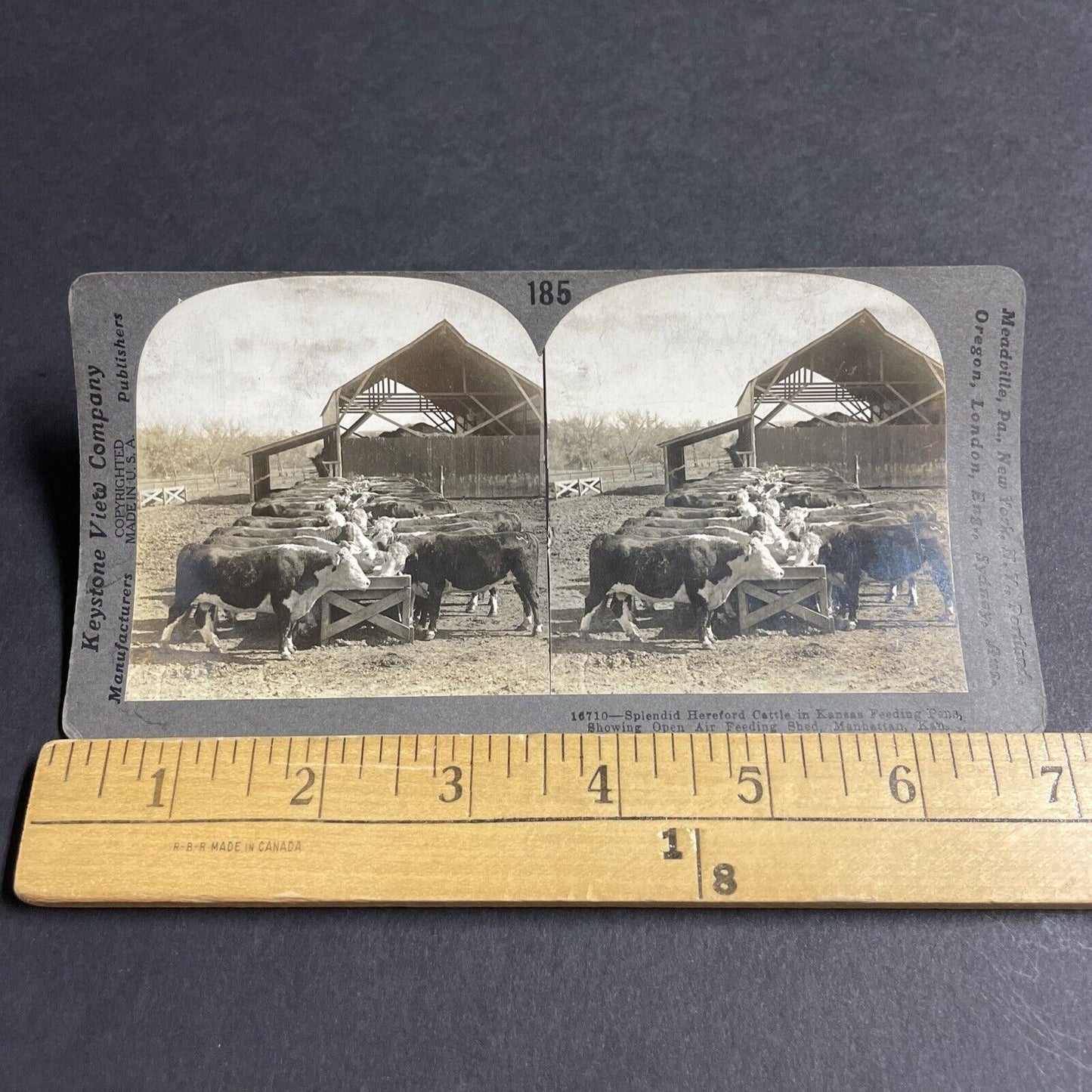 Antique 1910s Hereford Cows Cattle Manhattan Kansas Stereoview Photo Card P3658