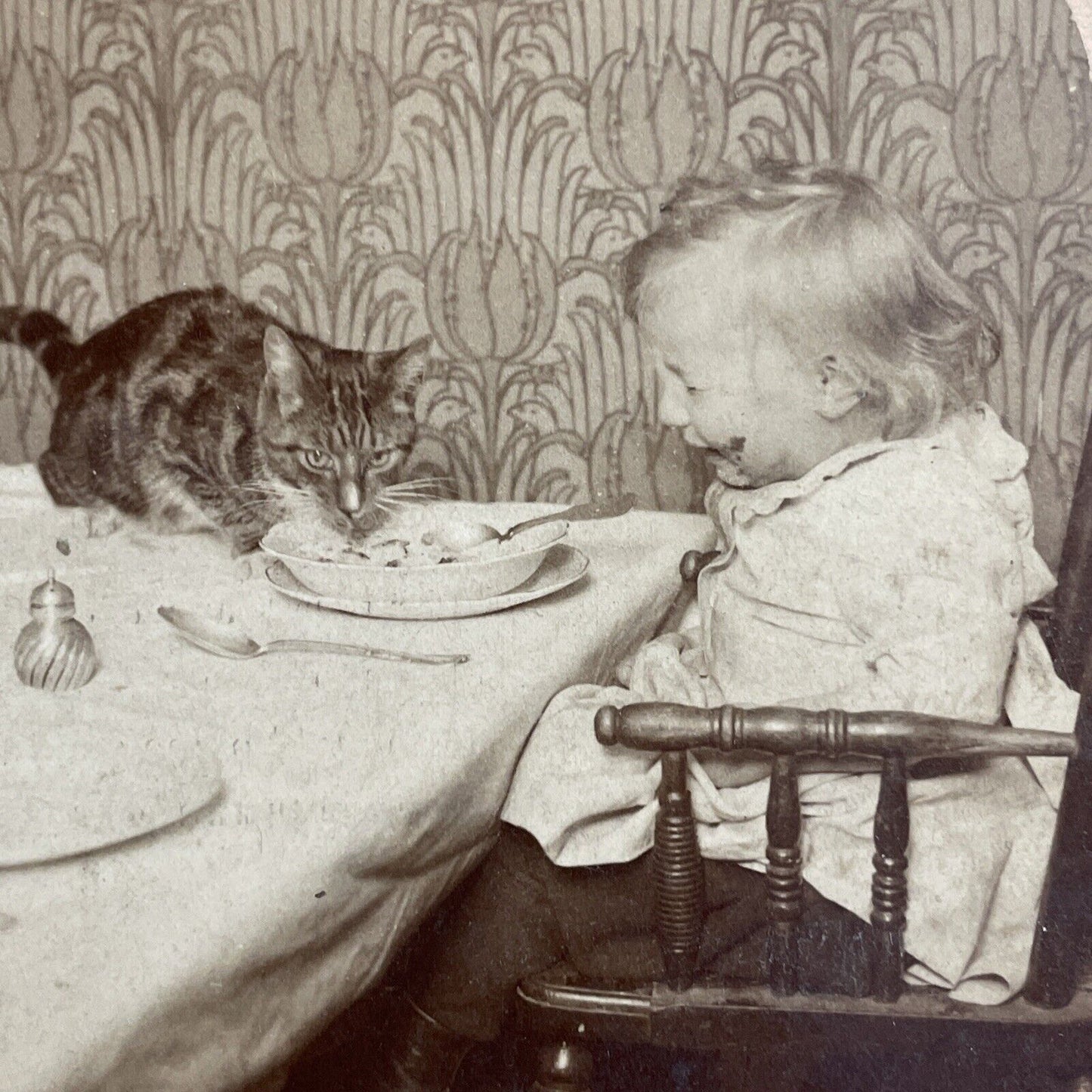 Antique 1902 Cats Steals Food & Baby Cries Stereoview Photo Card P4756