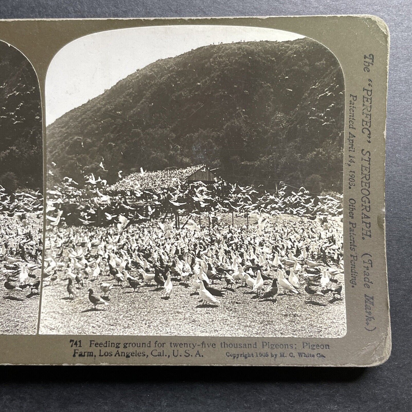 Antique 1905 Flock Of Pigeons Los Angeles California Stereoview Photo Card P1276