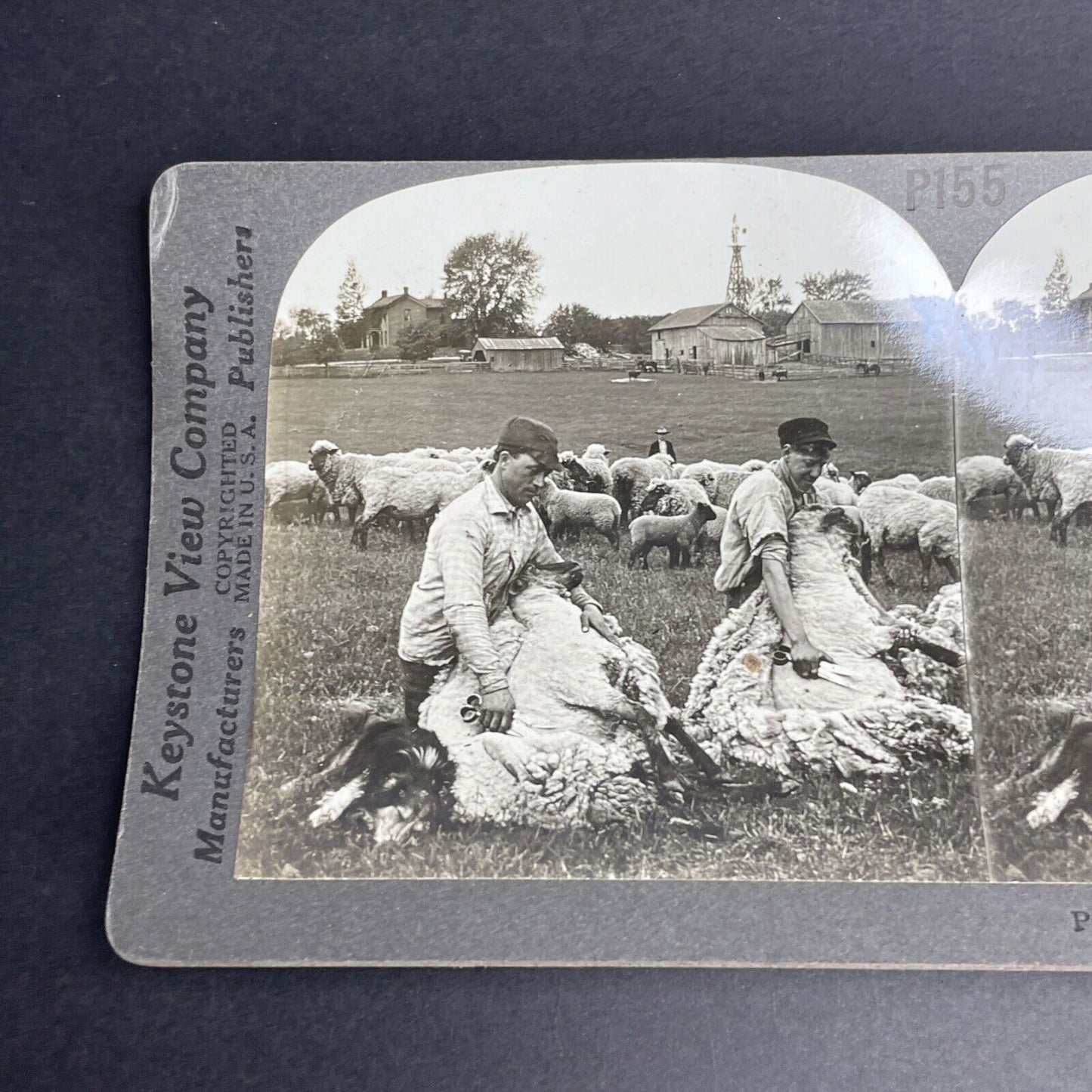 Antique 1902 Shearing Sheep By Hand Farmers Stereoview Photo Card PC768