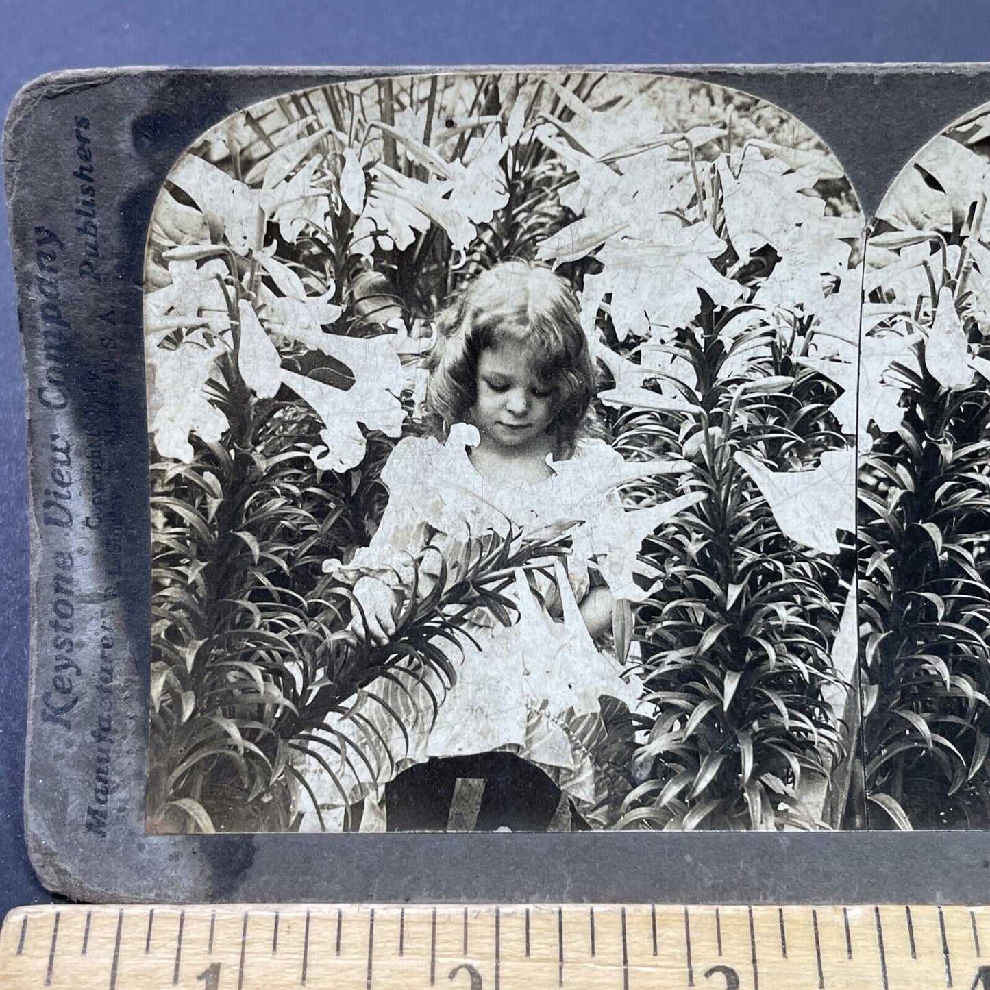 Antique 1901 Child Picks Lillies In Garden Stereoview Photo Card P2637