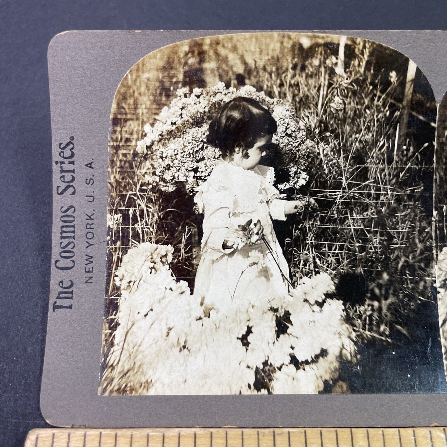 Antique 1900 Young Girl Picking Mums Carnations Stereoview Photo Card P3356