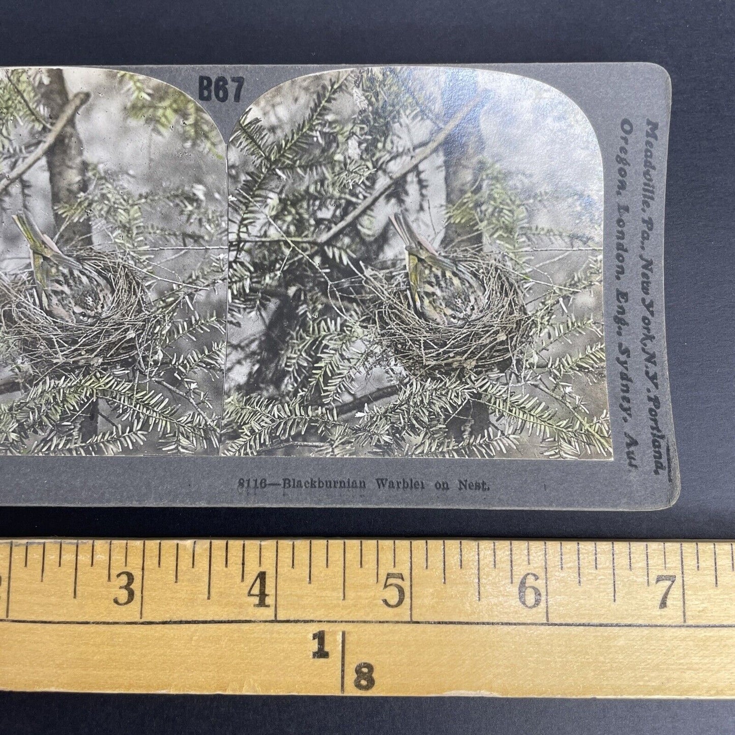 Antique 1908 Blackburnian Warbler Hiding In Nest Stereoview Photo Card PC790