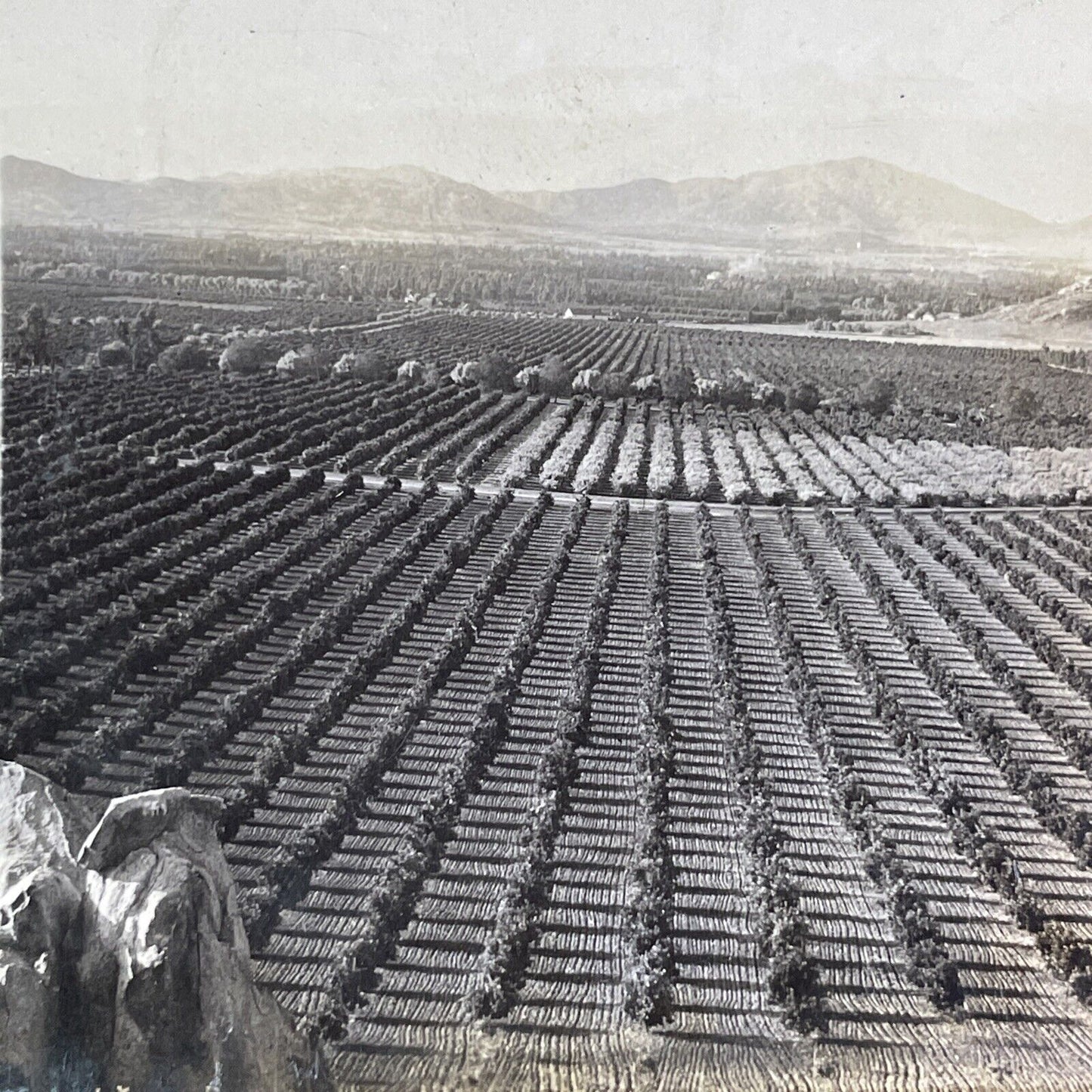 San Gabriel Valley California Stereoview Orange Groves Antique c1909 X2843