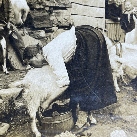 Antique 1903 Teenager Milking Goat Hardanger Norway Stereoview Photo Card P1956