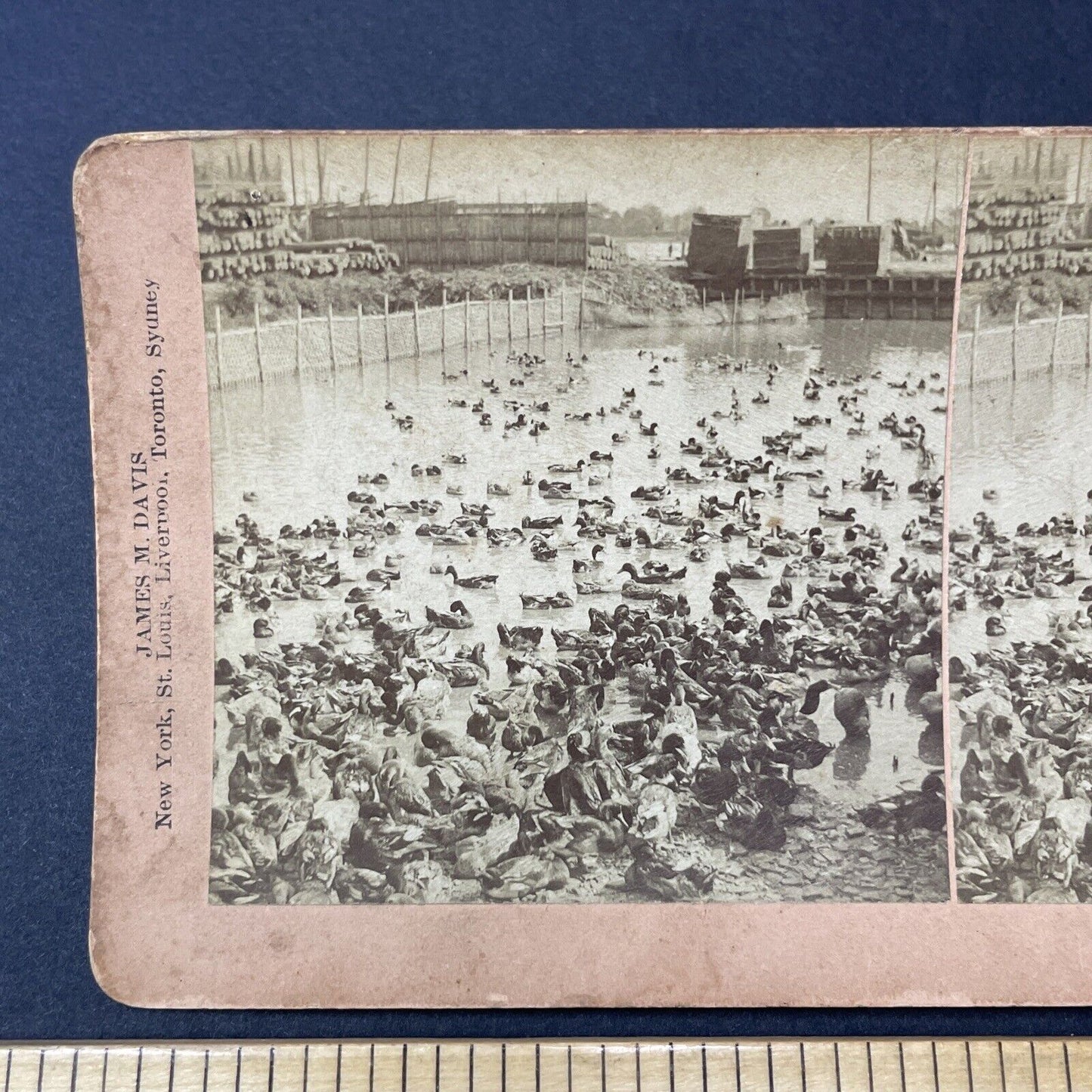 Antique 1901 Duck Farm Near Downtown Shanghai China Stereoview Photo Card Q2266