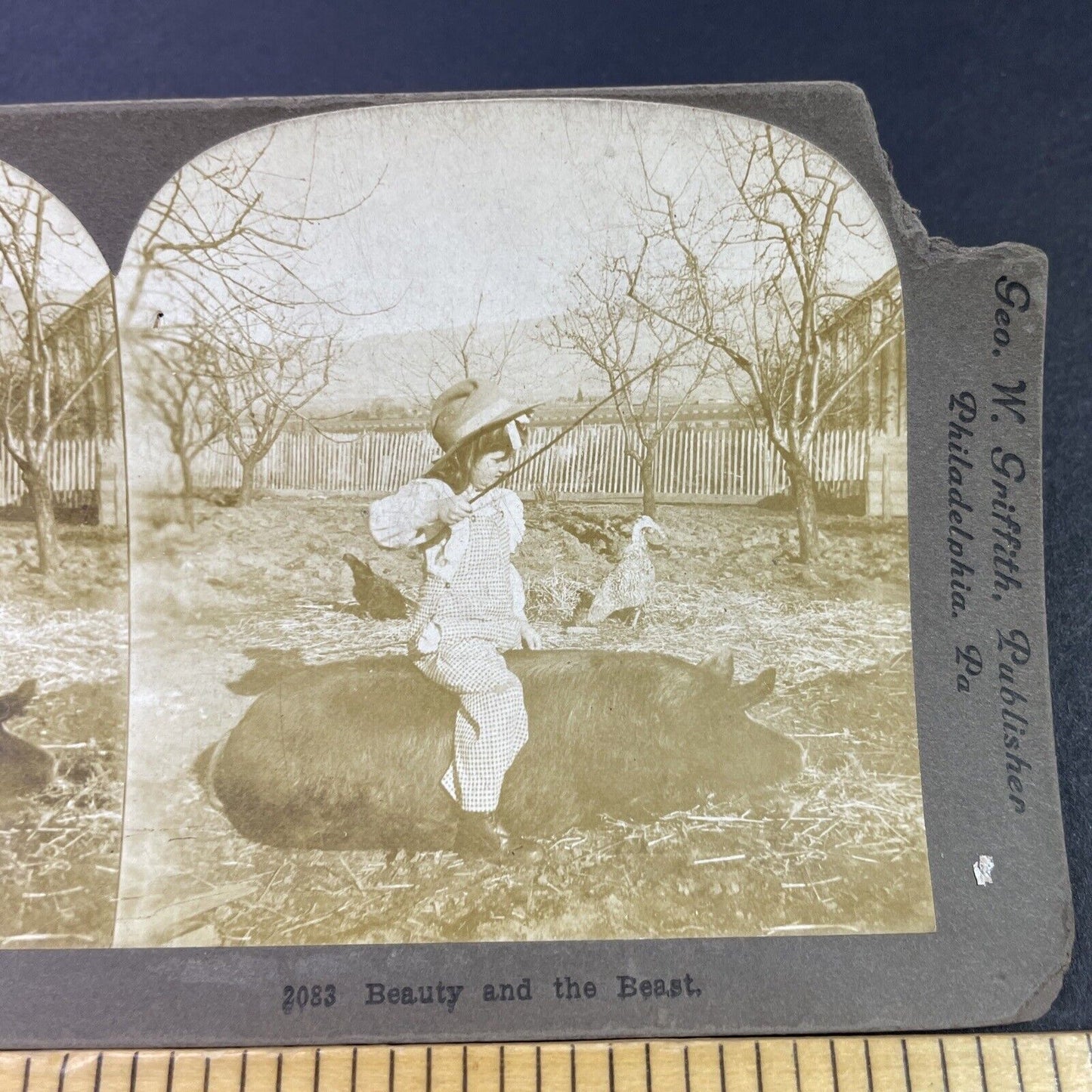 Antique 1890s Young Girl Rides A Pig On Farm Stereoview Photo Card P3360