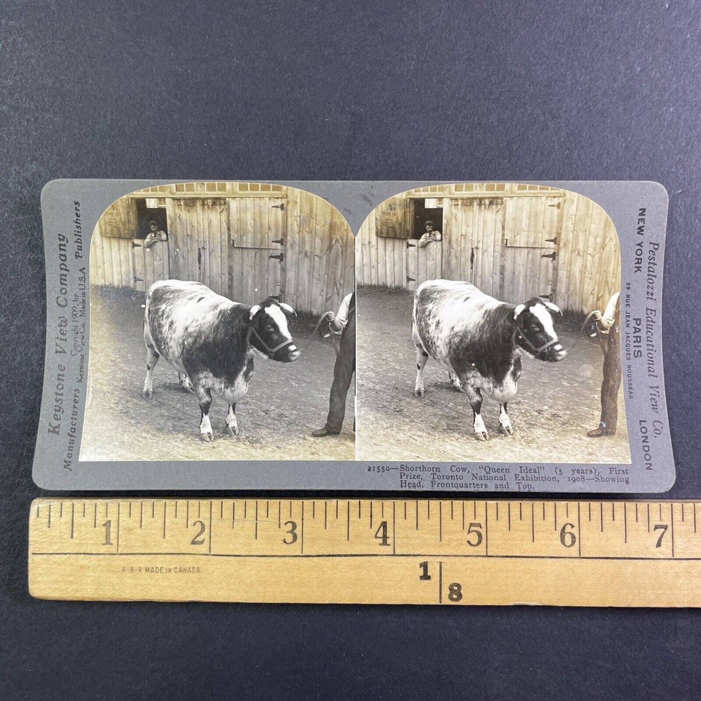 Champion Shorthorn Cow Toronto Exhibition Stereoview Queen Ideal c1909 Y2747