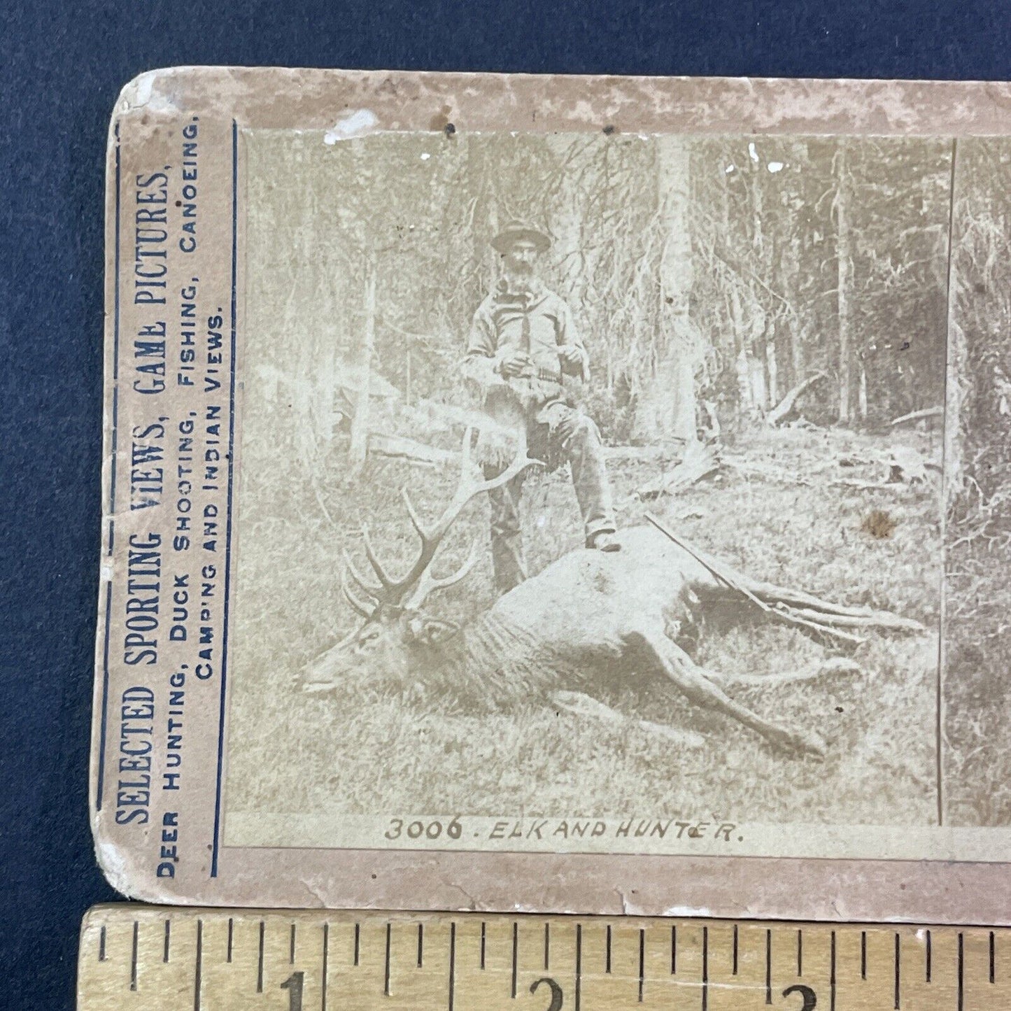 Roosevelt Elk Dead Stereoview Sonoma California 'A Farm Pest' Antique c1878 X829